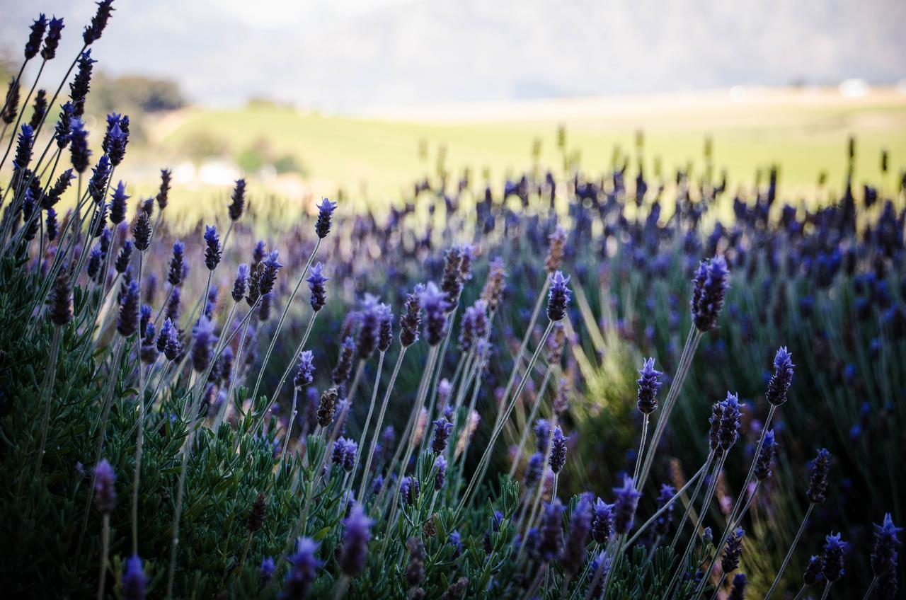 Vila Lavinia Lifestyle Stellenbosch Exteriér fotografie