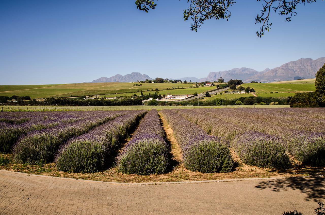 Vila Lavinia Lifestyle Stellenbosch Exteriér fotografie