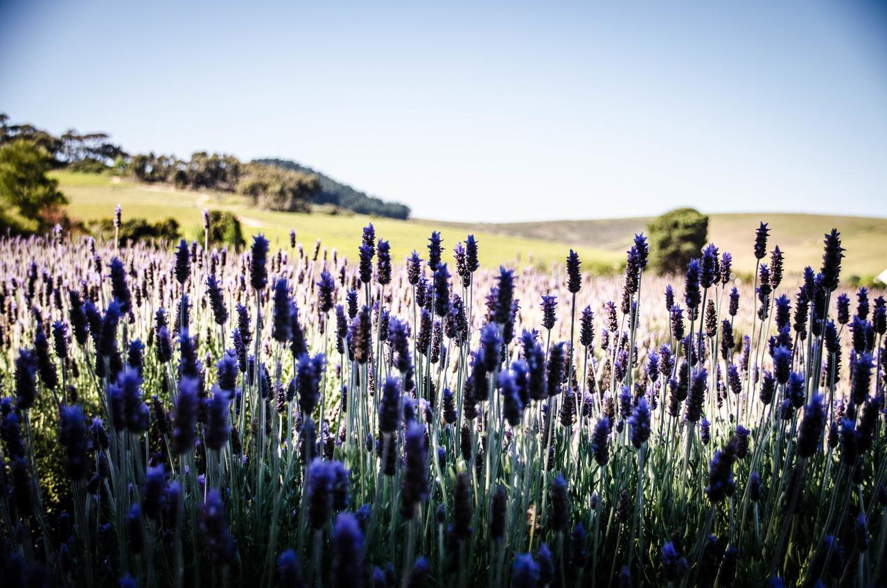 Vila Lavinia Lifestyle Stellenbosch Exteriér fotografie